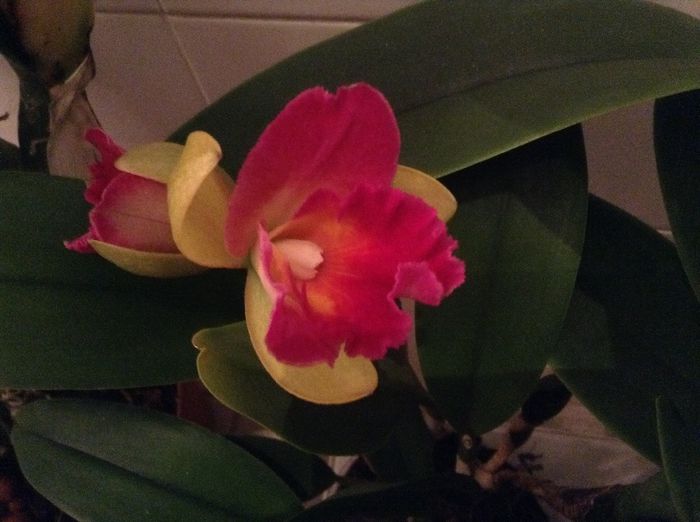 image - Cattleya