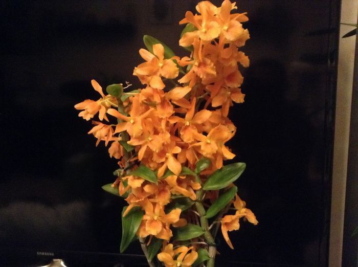 image - Dendrobium Nobine