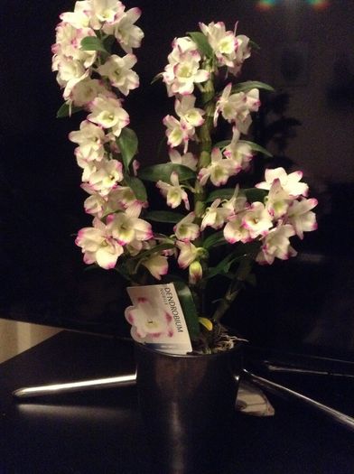 image - Dendrobium Nobine