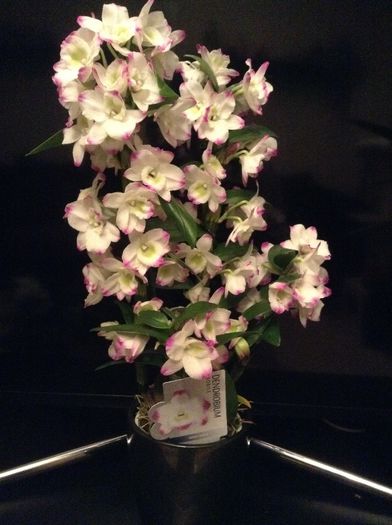 image - Dendrobium Nobine