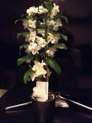 image - Dendrobium Nobine