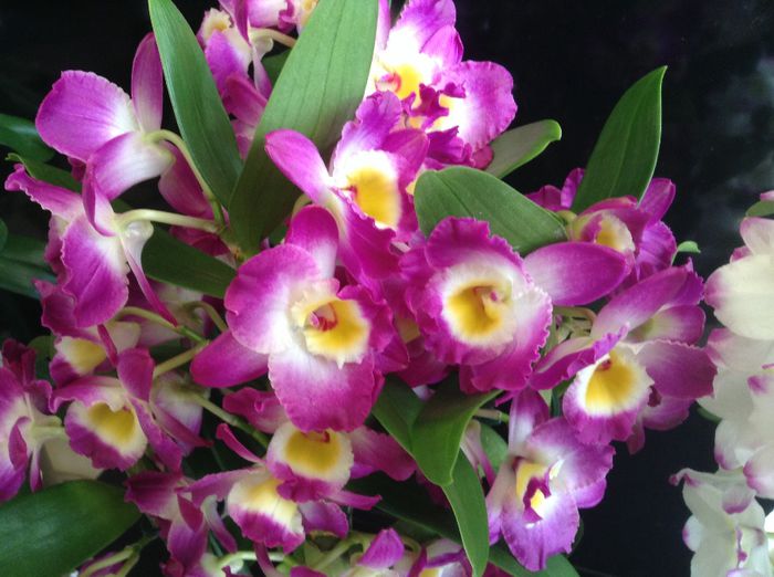 image - Dendrobium Nobine