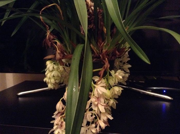 image - Cymbidium