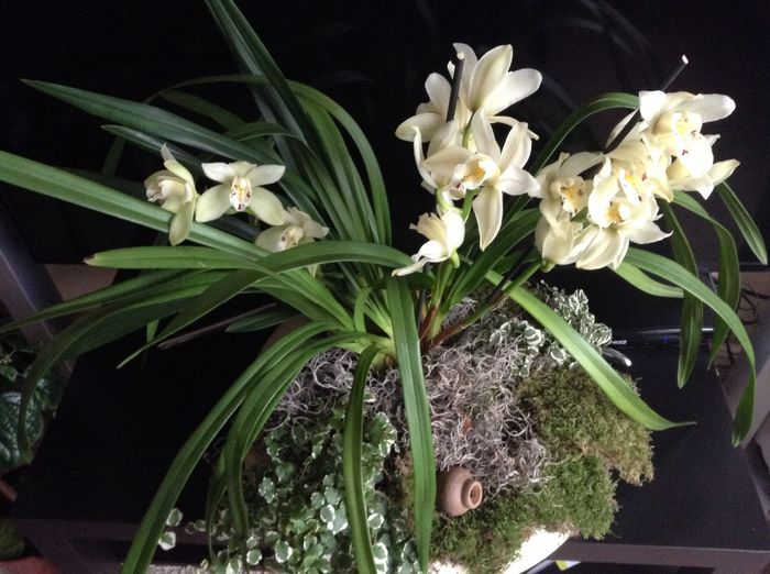 image - Cymbidium