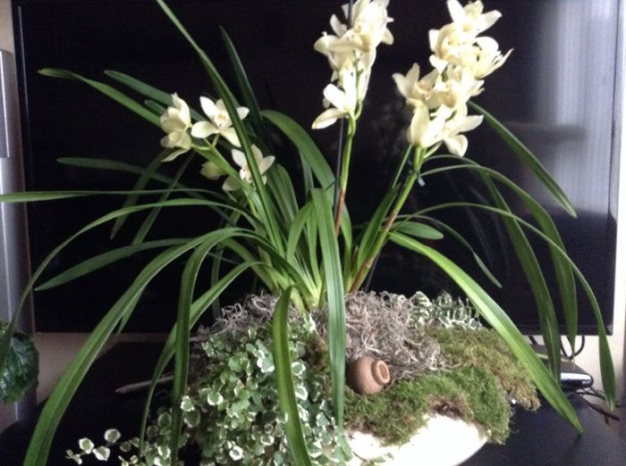 image - Cymbidium