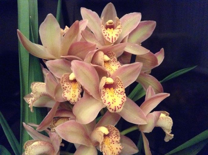 image - Cymbidium