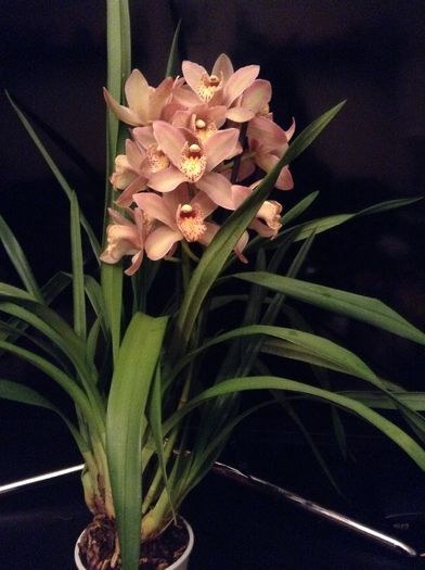 image - Cymbidium