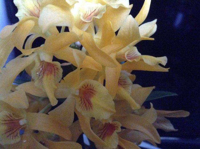 image - Dendrobium Nobine