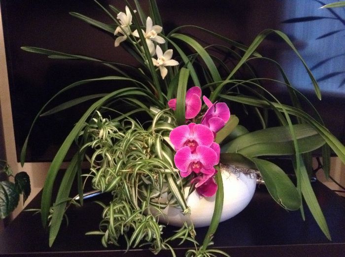 image - Aranjamente cu orhidee