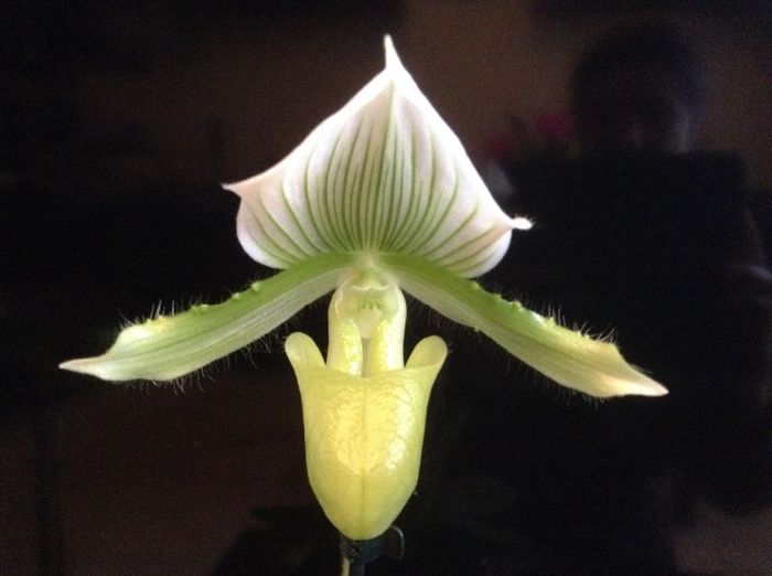 Paphiopedilum Clair de Lune