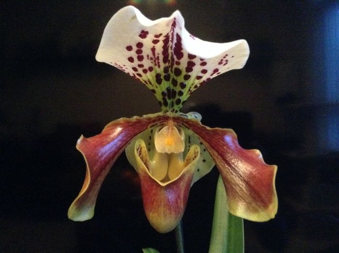 image - Paphiopedilum