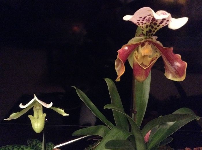 image - Paphiopedilum