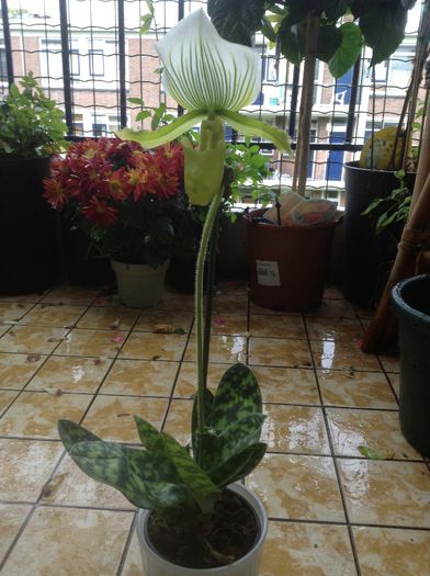 image - Paphiopedilum