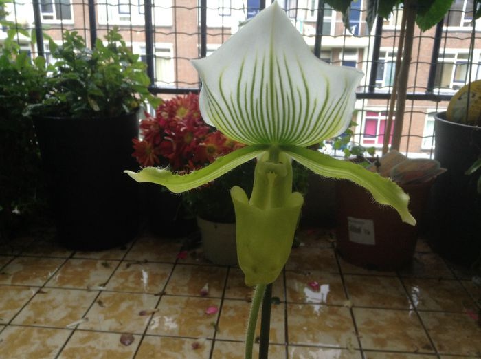 image - Paphiopedilum