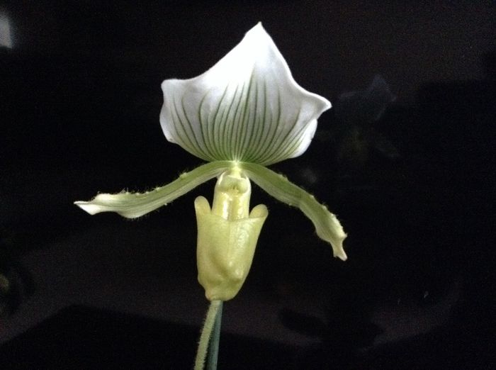 image - Paphiopedilum