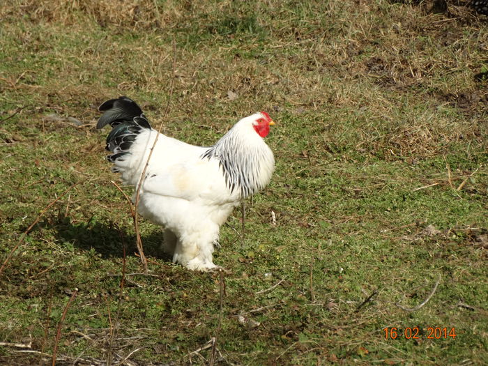 DSC00287 - Gaini 2014
