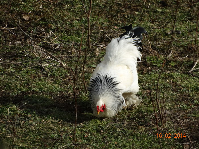 DSC00290 - Gaini 2014