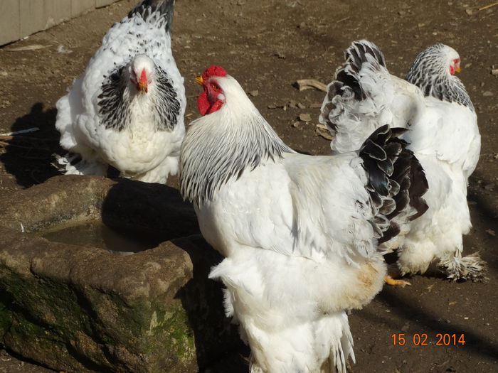 DSC00160 - Gaini 2014