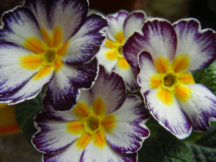 Primula (2014, February 07)