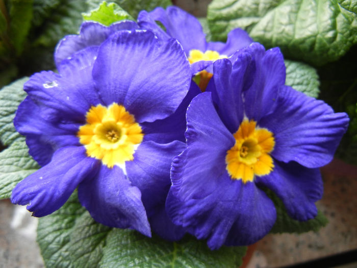 Blue Primula (2014, February 07)