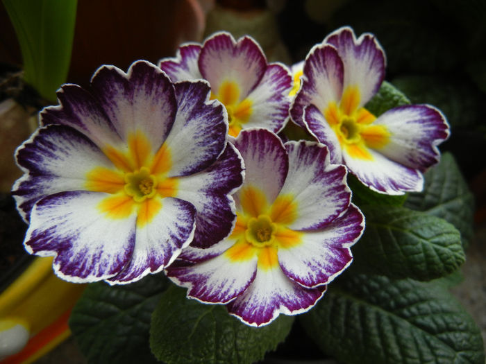 Primula (2014, February 08)