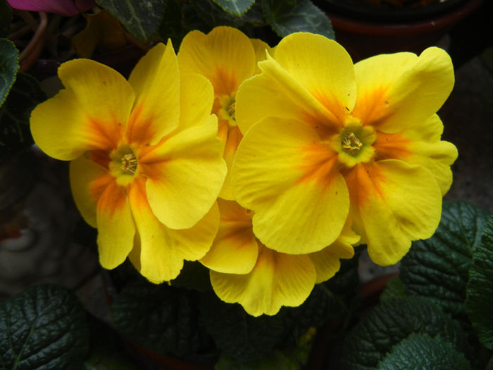 Yellow Primula (2014, February 08)