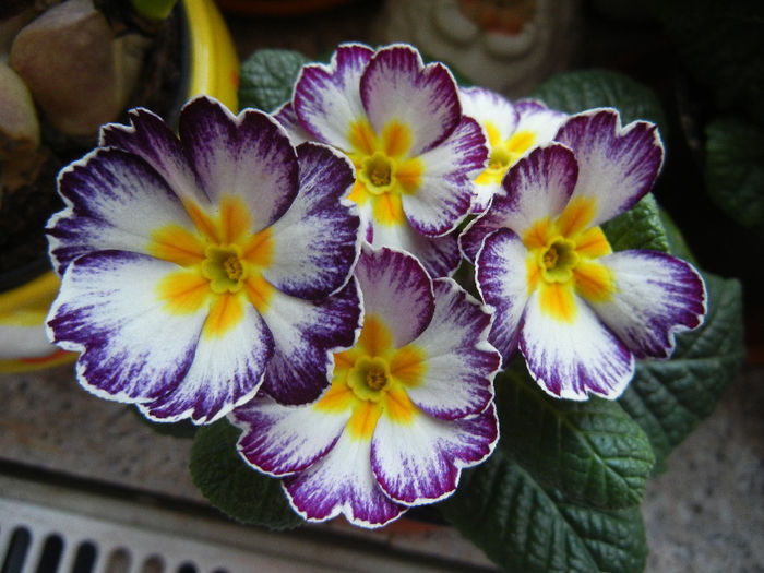 Primula (2014, February 08)