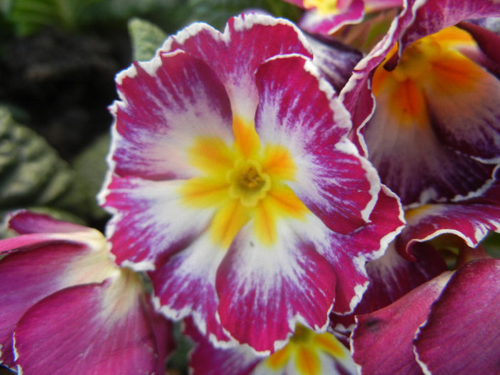 Primula (2014, February 17)