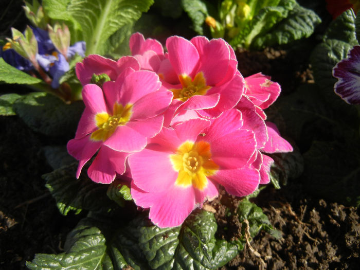 Pink Primula (2014, February 17) - PRIMULA Acaulis