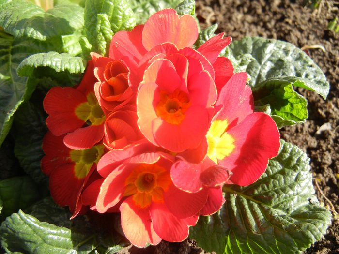Red Primula (2014, February 17) - PRIMULA Acaulis