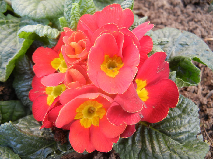 Red Primula (2014, February 17) - PRIMULA Acaulis