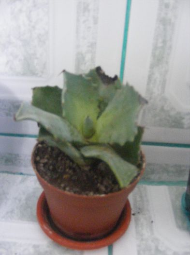 eu nu mai sunt, din pacate