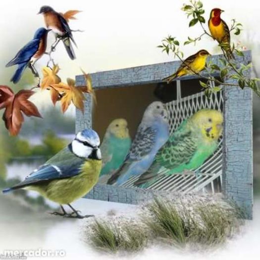 2647641_1_644x461_pet-shop-animale-de-companie-gherla-gherla_rev004 - postere