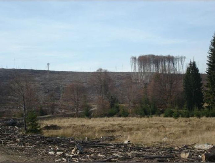 ”pădure” din Săpânța