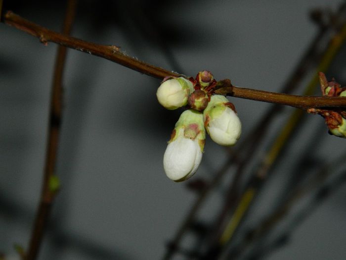 DSCN2224 - FEBRUARIE 2014