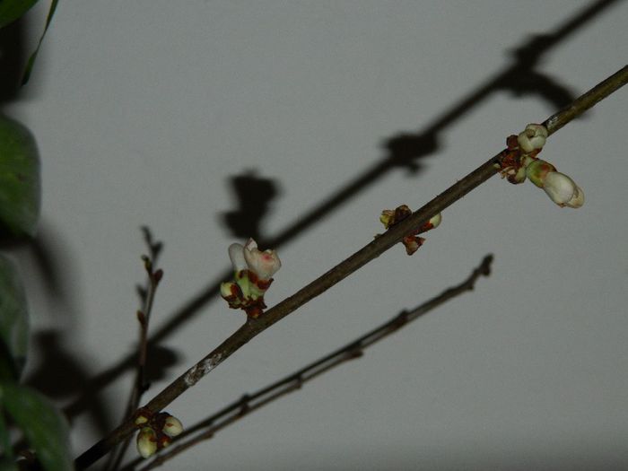 DSCN2226 - FEBRUARIE 2014
