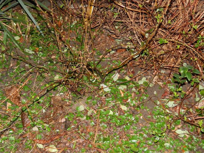 DSCN2274 tufa de gutui japonez - FEBRUARIE 2014