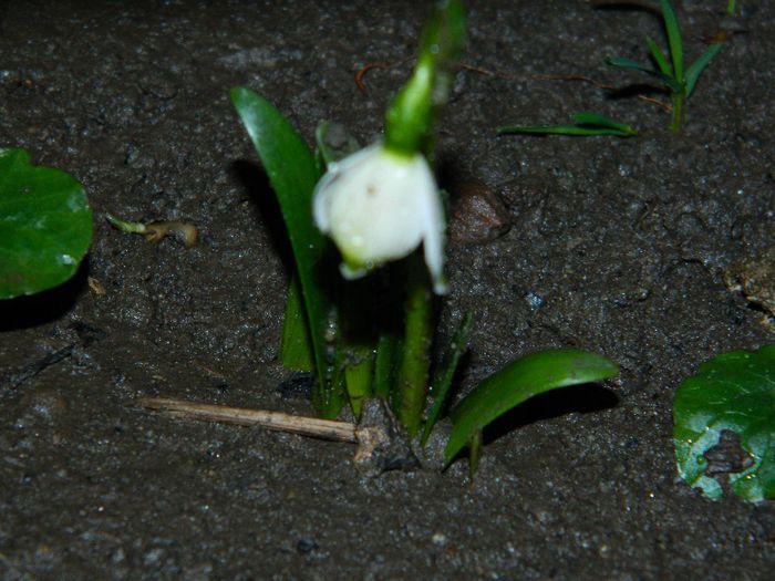 DSCN2284 - FEBRUARIE 2014