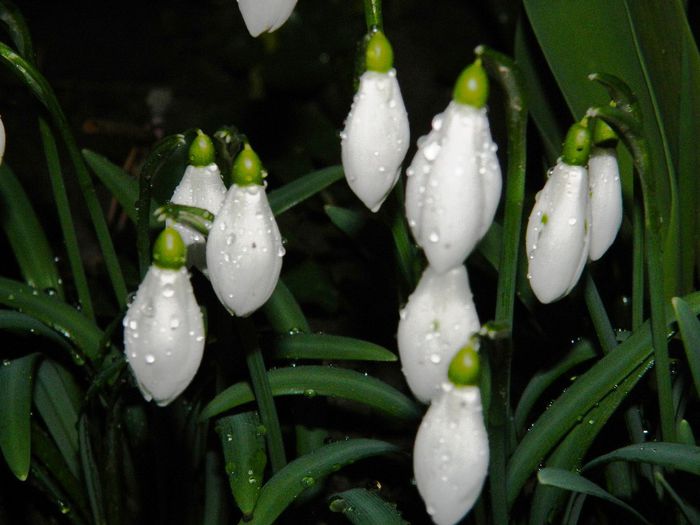 DSCN2293 - FEBRUARIE 2014