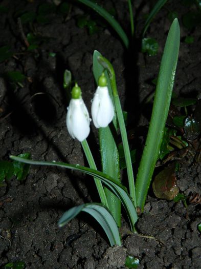 DSCN2294 - FEBRUARIE 2014