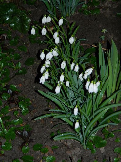DSCN2296 - FEBRUARIE 2014