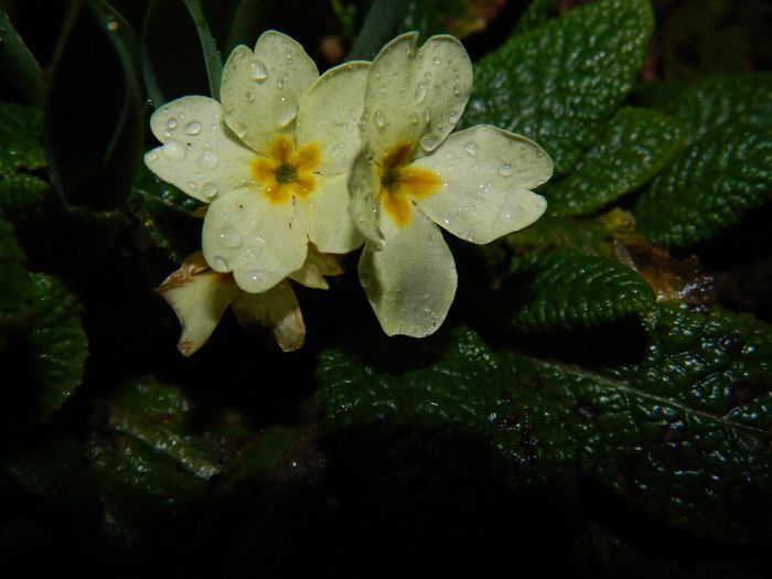 DSCN2301 - FEBRUARIE 2014