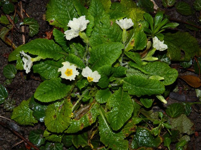 DSCN2308 - FEBRUARIE 2014