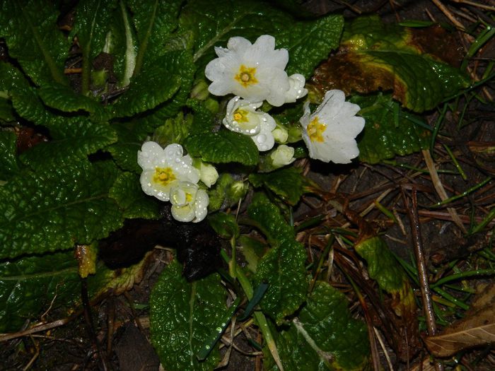 DSCN2311 - FEBRUARIE 2014