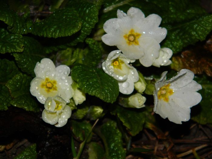 DSCN2312 - FEBRUARIE 2014