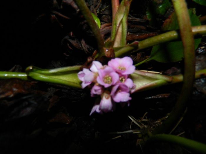 DSCN2318 bergenia - FEBRUARIE 2014