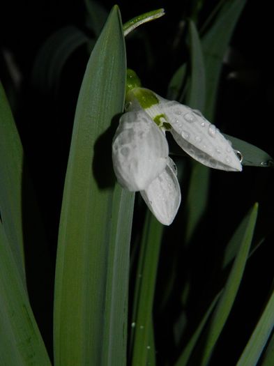 DSCN2321 - FEBRUARIE 2014