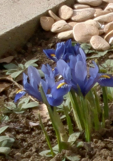 2014-02-17vestitorii primaverii din 2014 2014-02-17vestitorii primaverii din 2014