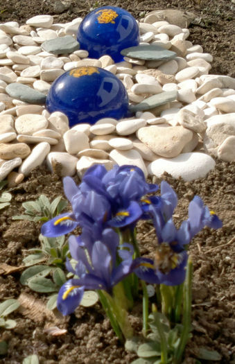 2014-02-17soare si irisi reticulata 2014-02-17soare si irisi reticulata