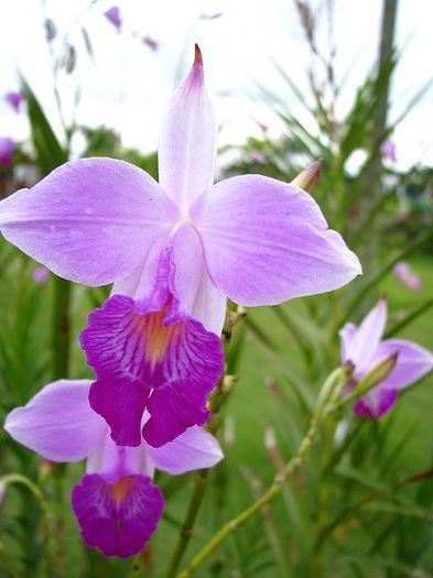 Arundina bambusifolia bulb - b_bulbi extrem de rari